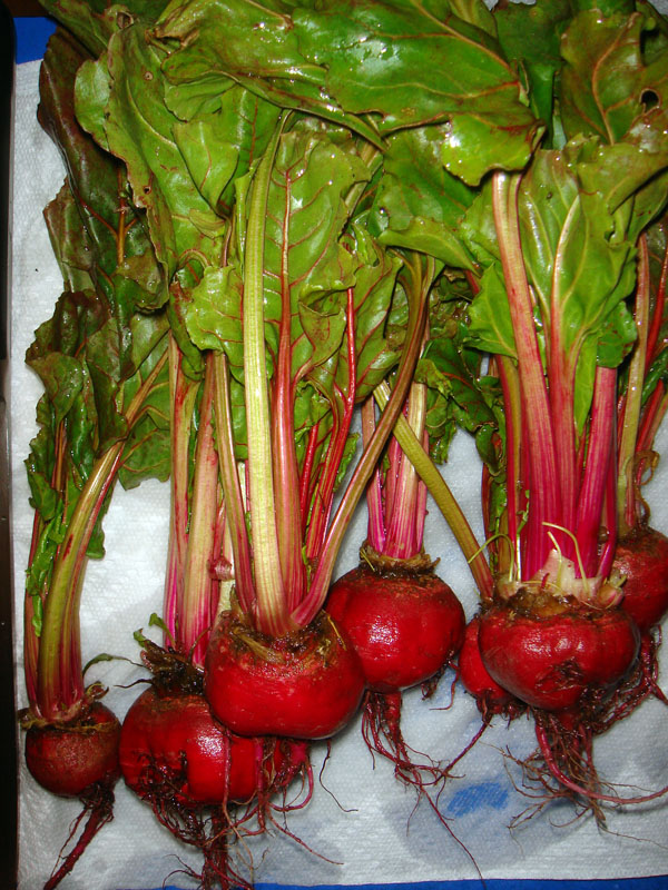 [Image: Beets3_01790.jpg]