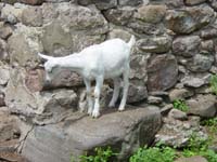 im-07-25-goat-on-stone