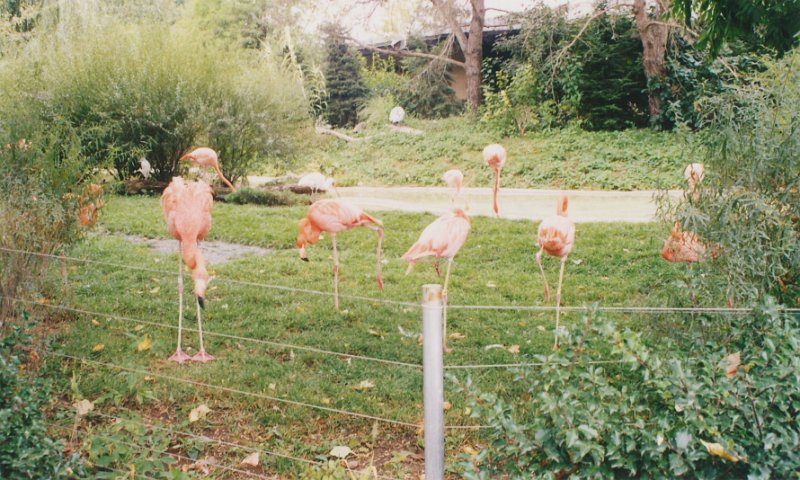 004-Flamingos.jpg