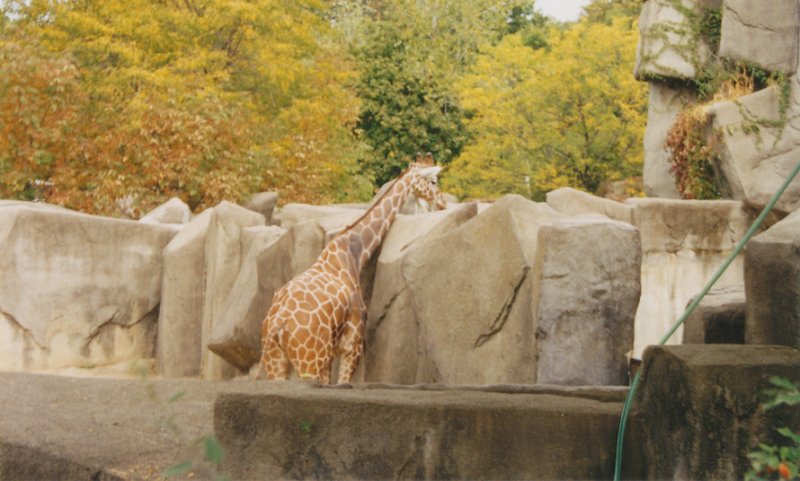 007-Giraffe.jpg