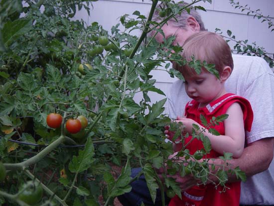 ef-07-10-picking-tomatoes-6
