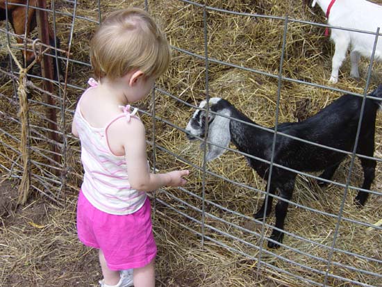 if-07-25-goat-baby