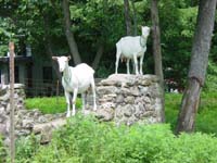 in-07-25-goats-on-wall