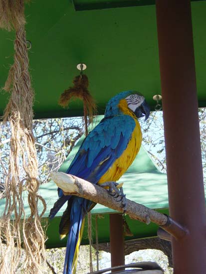 ee-03-09-parrot