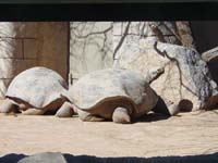 eg-03-09-tortoises